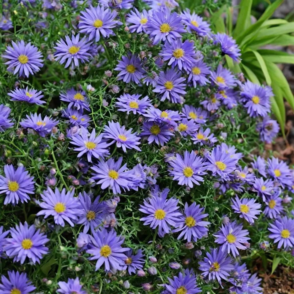 Aster x frikartii 'Kickin' Lilac Blue'
