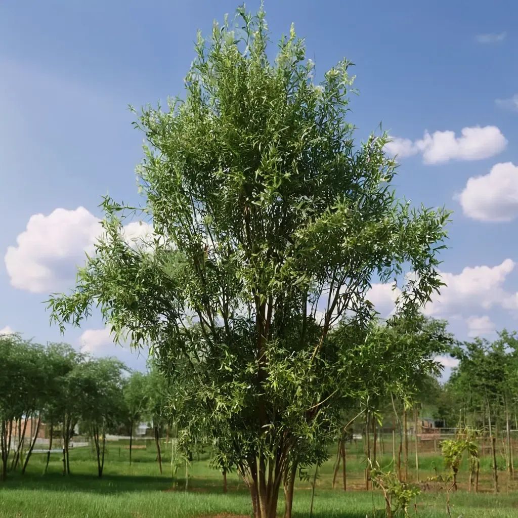 Salix babylonica 'Tortuosa'