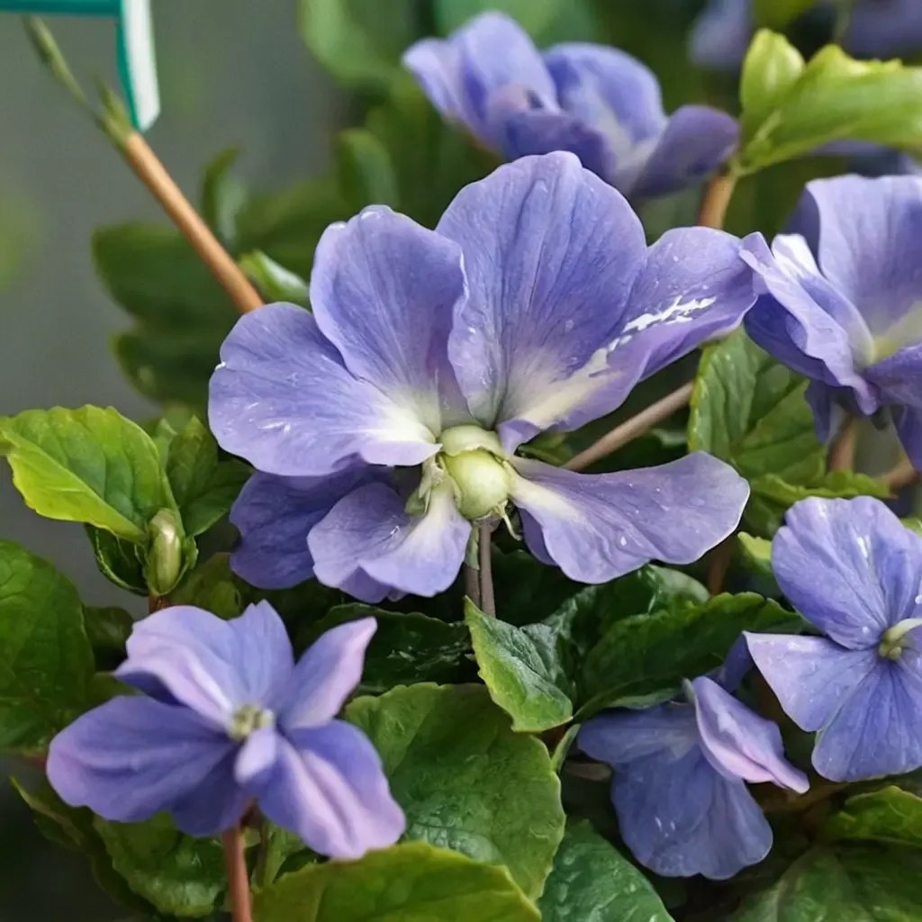 Viola odorata 'Duchesse De Parme'