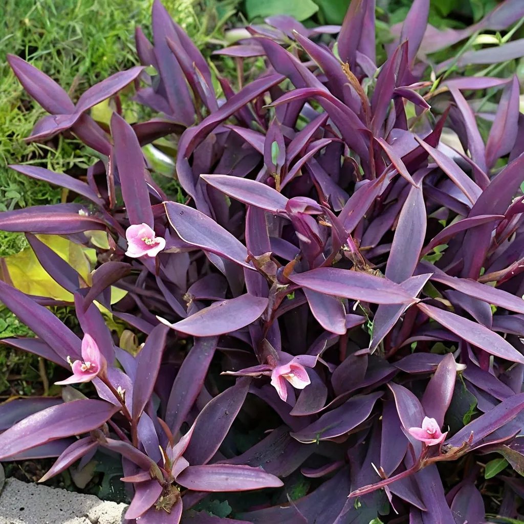 Tradescantia pallida 'Purple Queen'