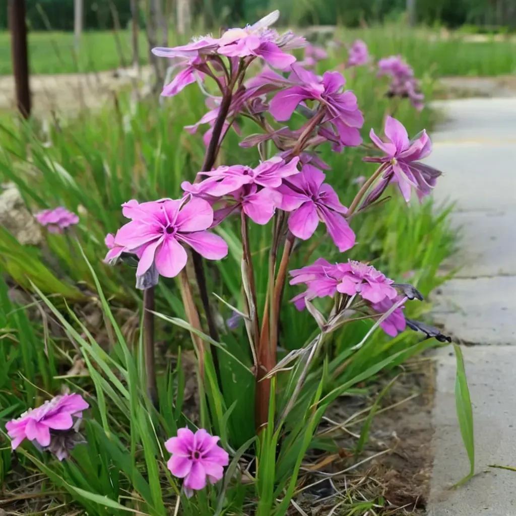 Prairie Phlox