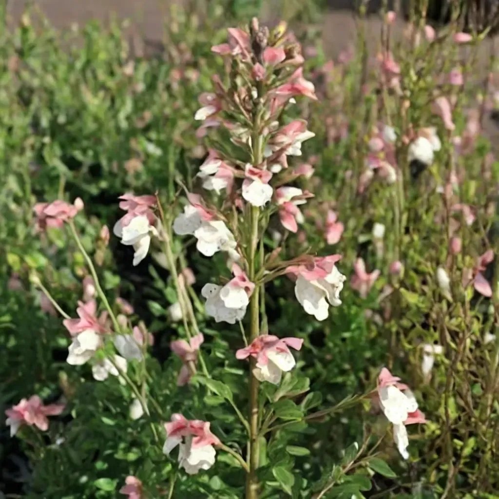 Salvia x jamensis 'Sierra San Antonio'