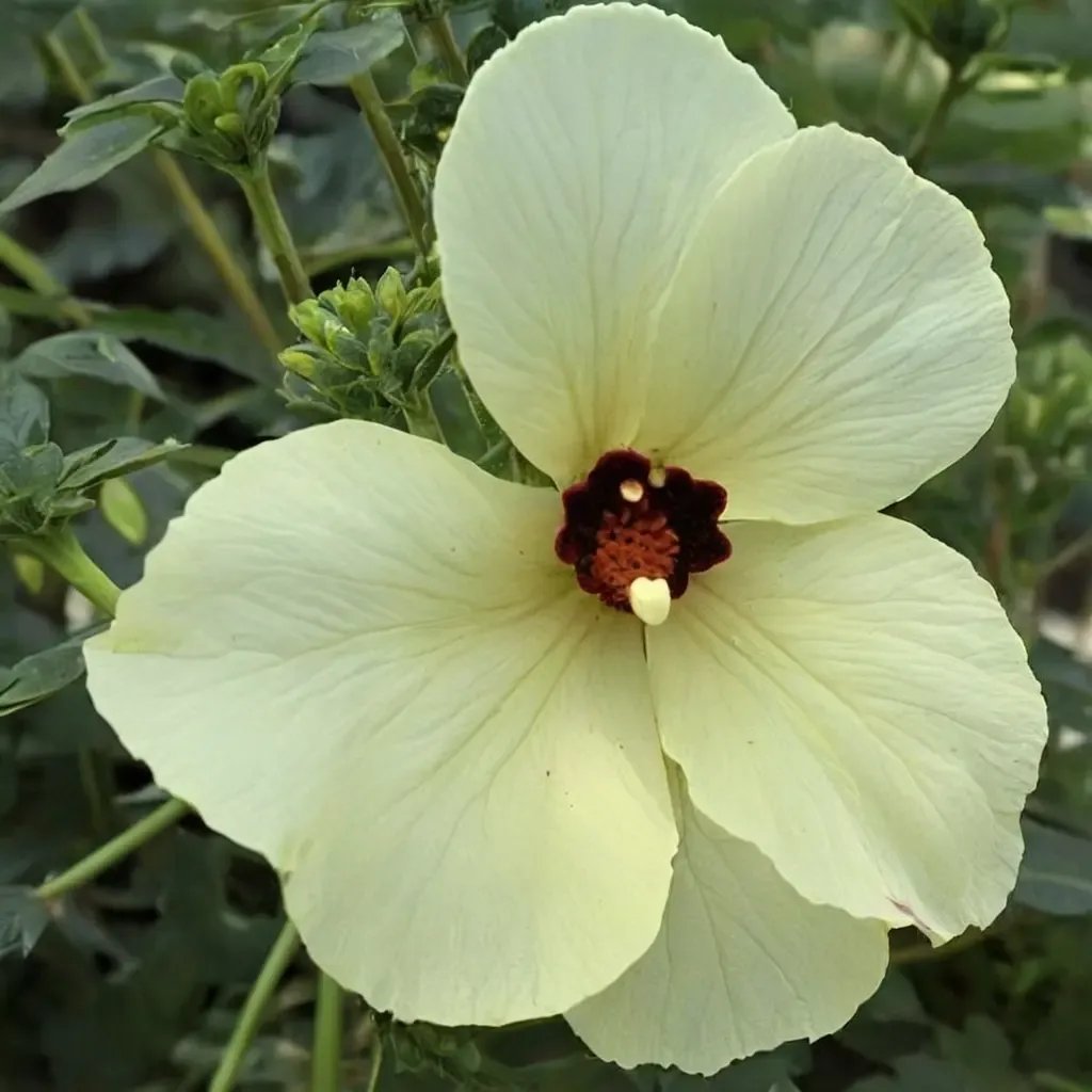 Hibiscus aculeatus 'Brunswick'