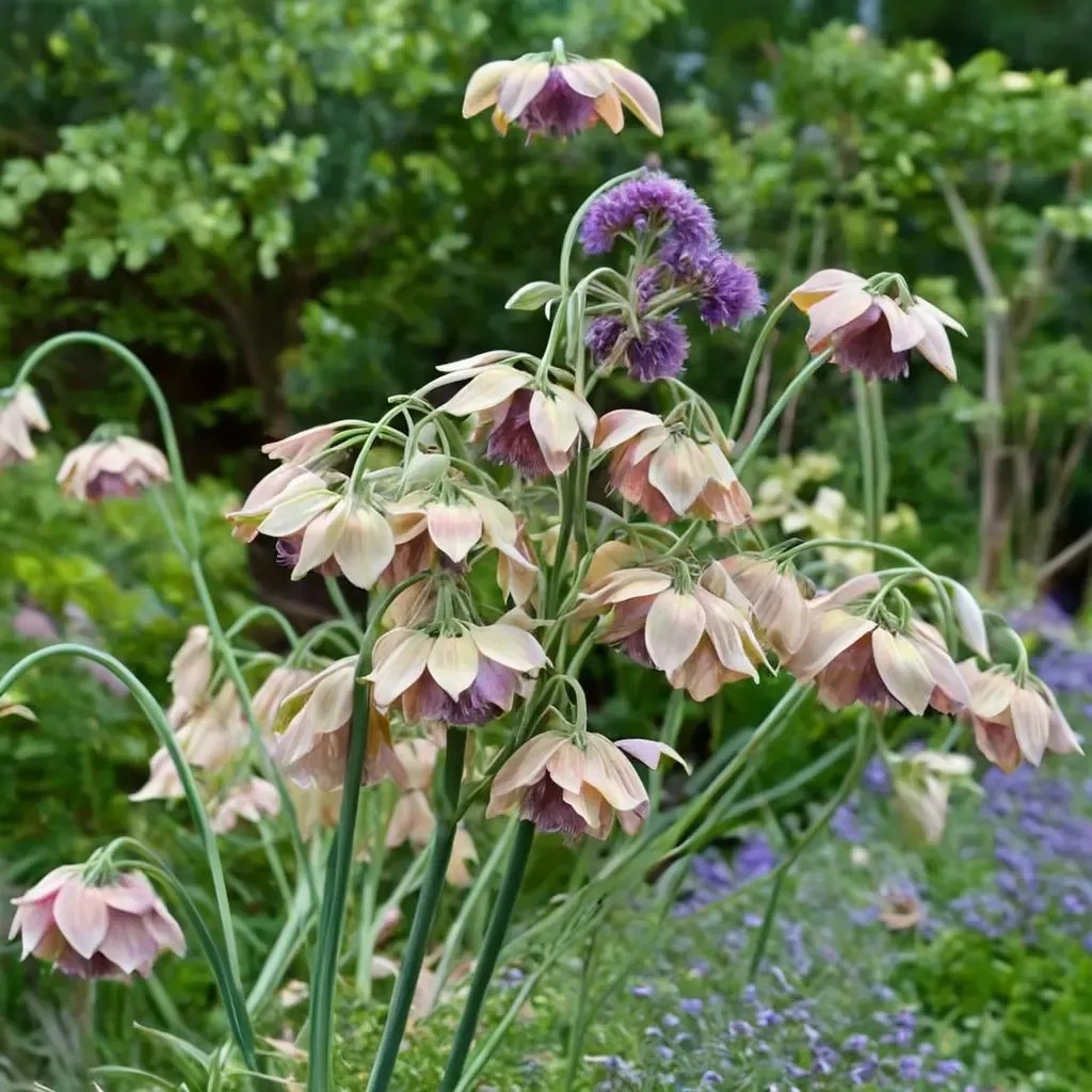Allium cybum
