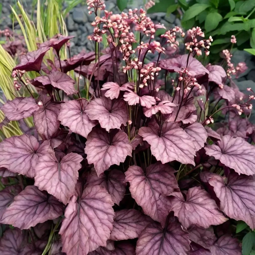 Heuchera soranensis 'Primo Wild Rose'