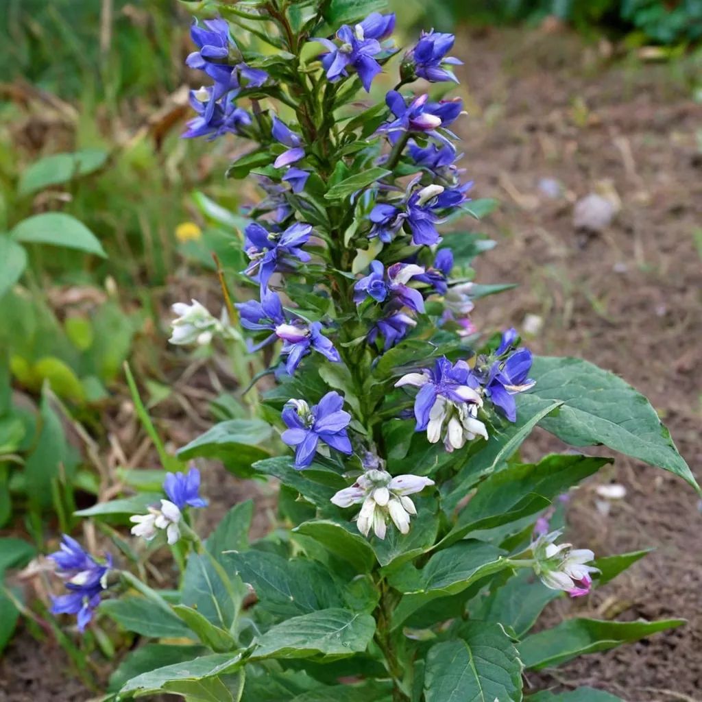 Lobelia siphilitica