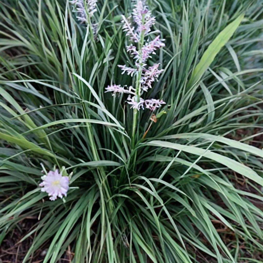 Liriope longipedicellata 'Porcupine'