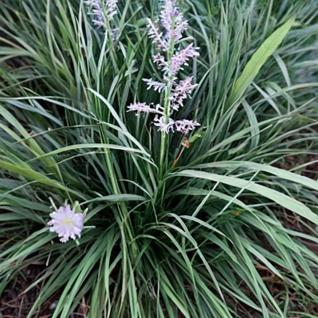 Liriope longipedicellata 'Porcupine'