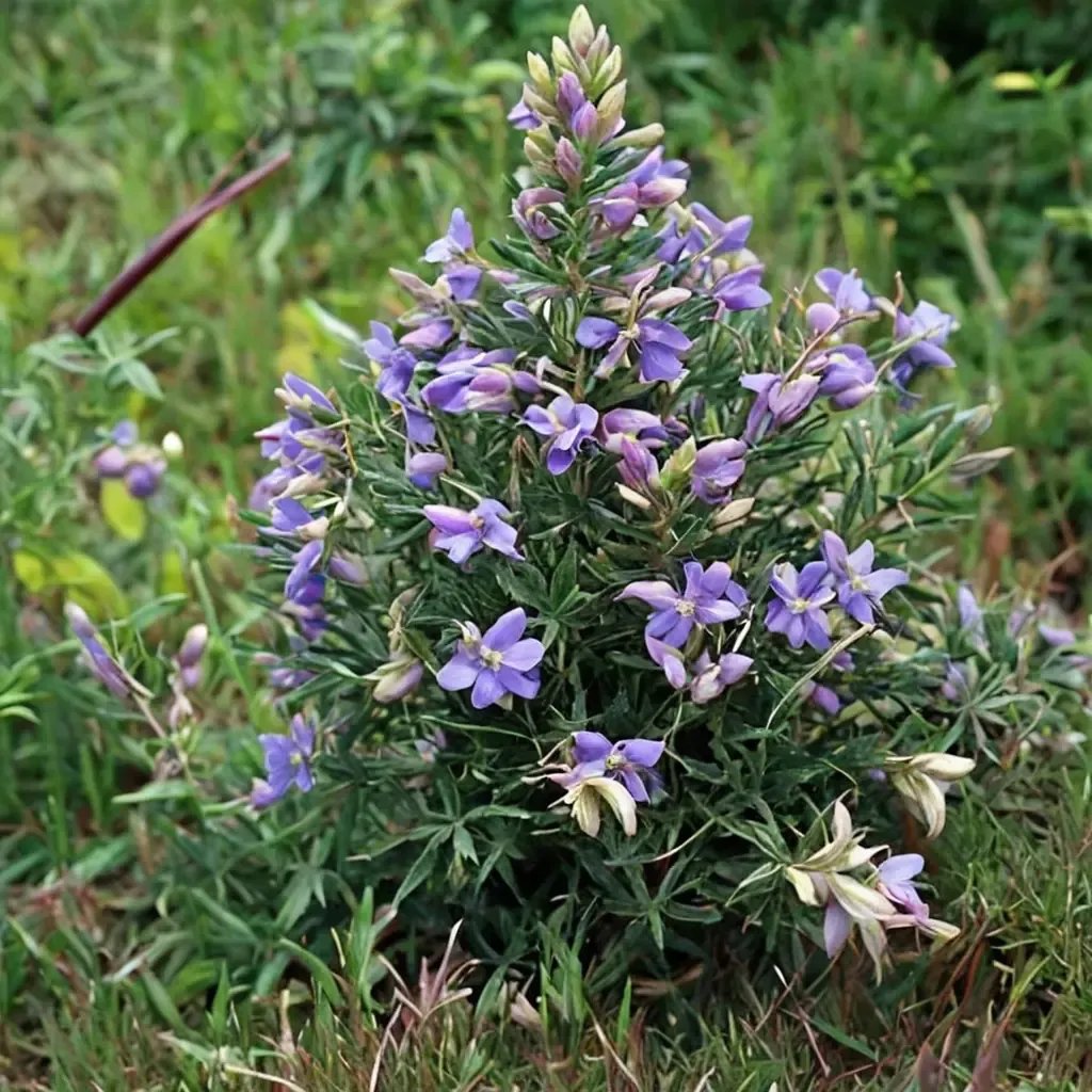Lupinus propinquus 'Blue Bush Lupine'