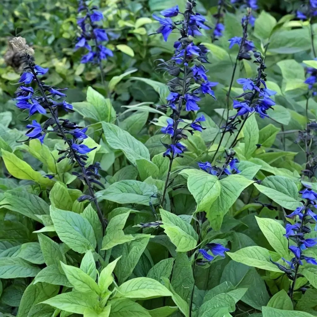 Salvia guaranitica 'Black and Blue'