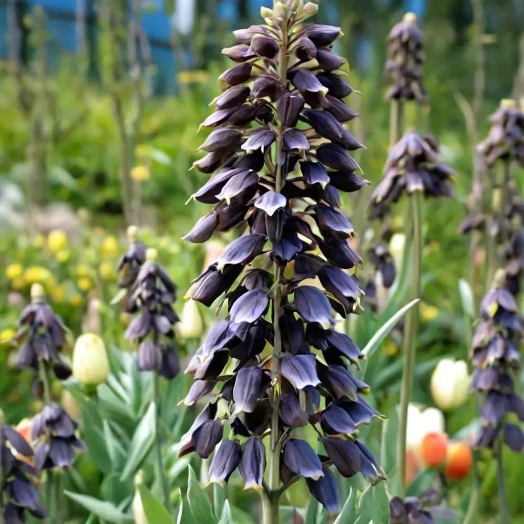 Fritillaria persica