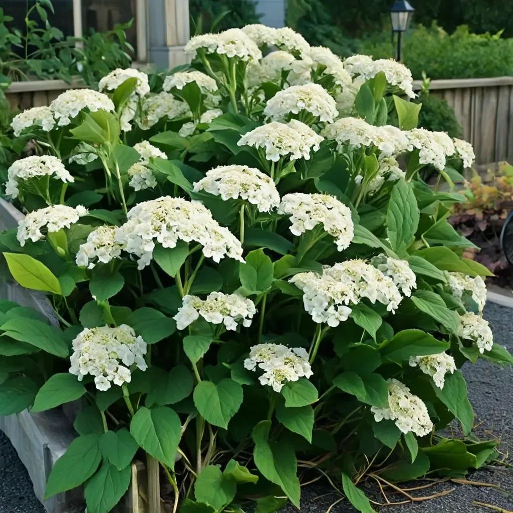 Hydrangea arborescens