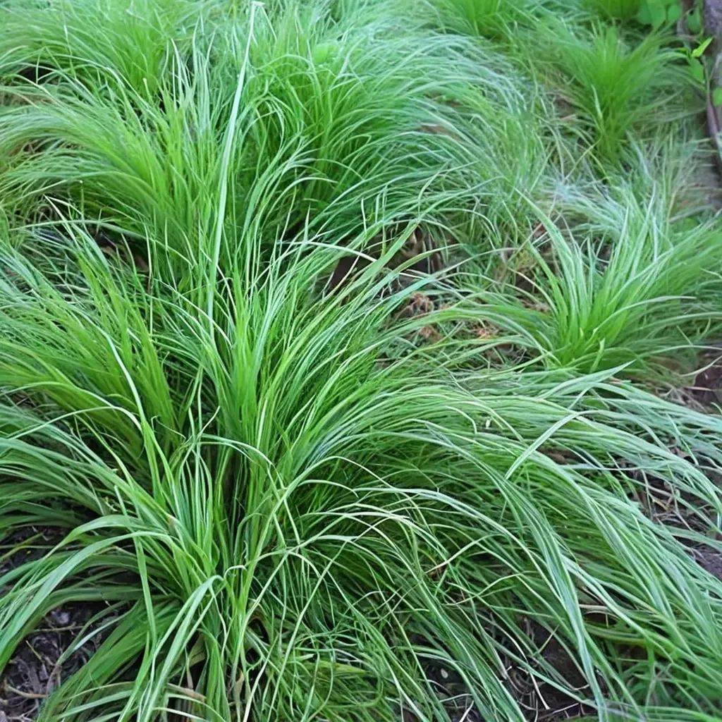 Carex pensylvanica