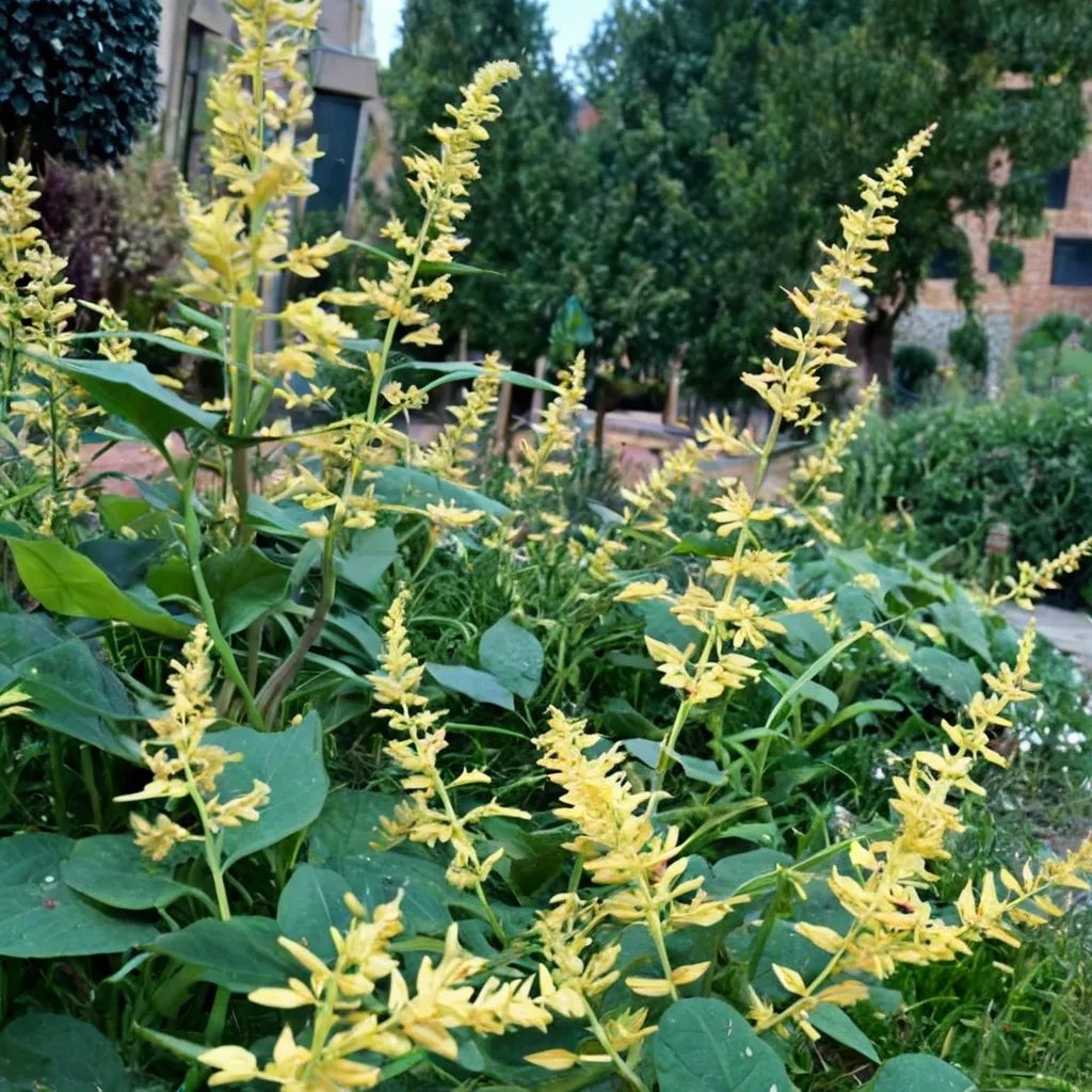 Salvia madrensis 'Dunham'