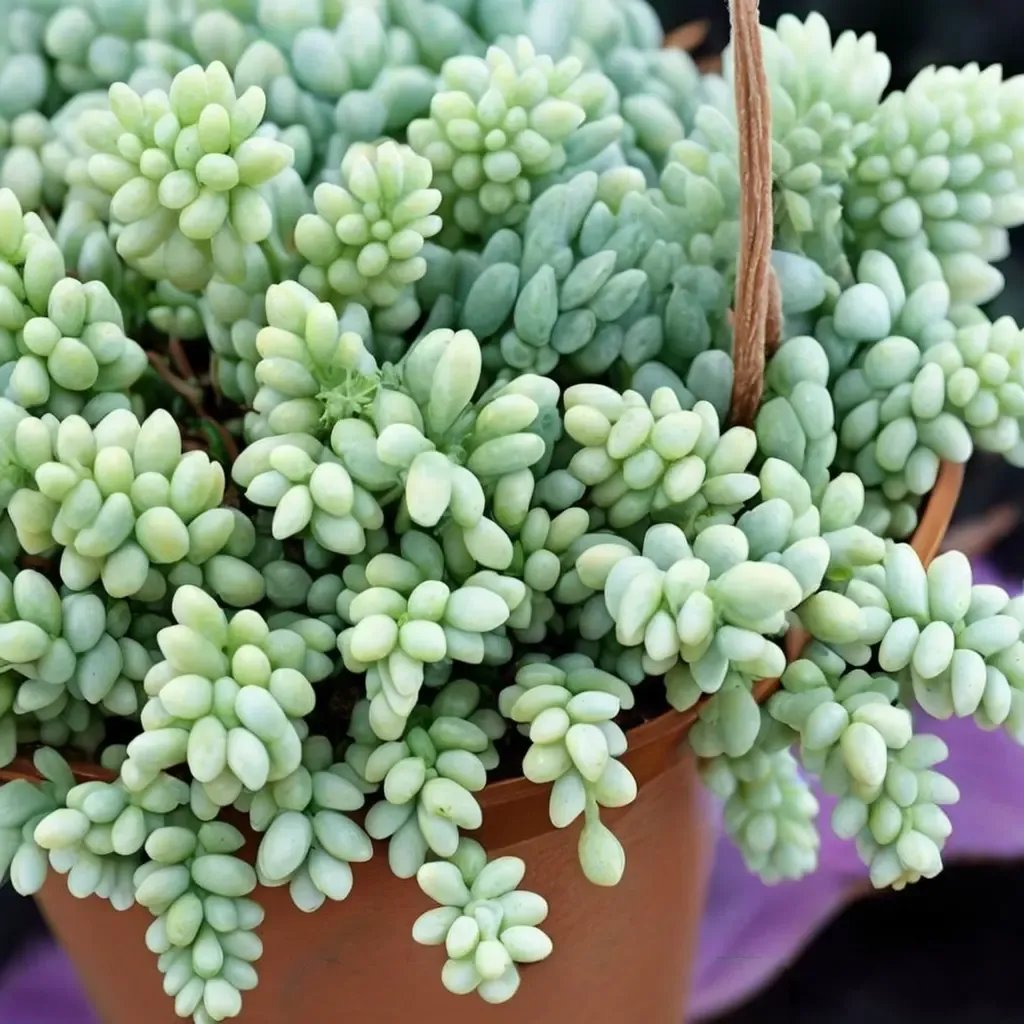 Sedum morganianum 'Burrito'