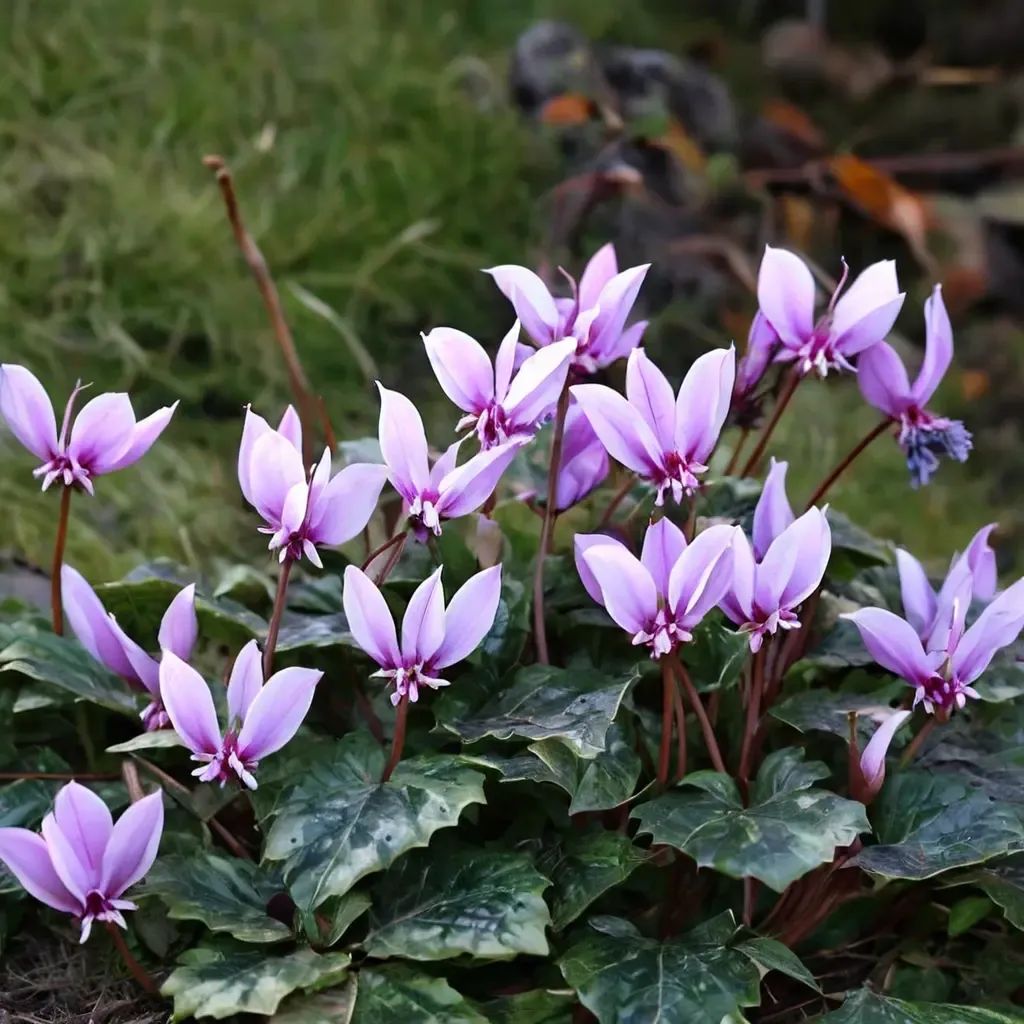 Cyclamen hederifolium