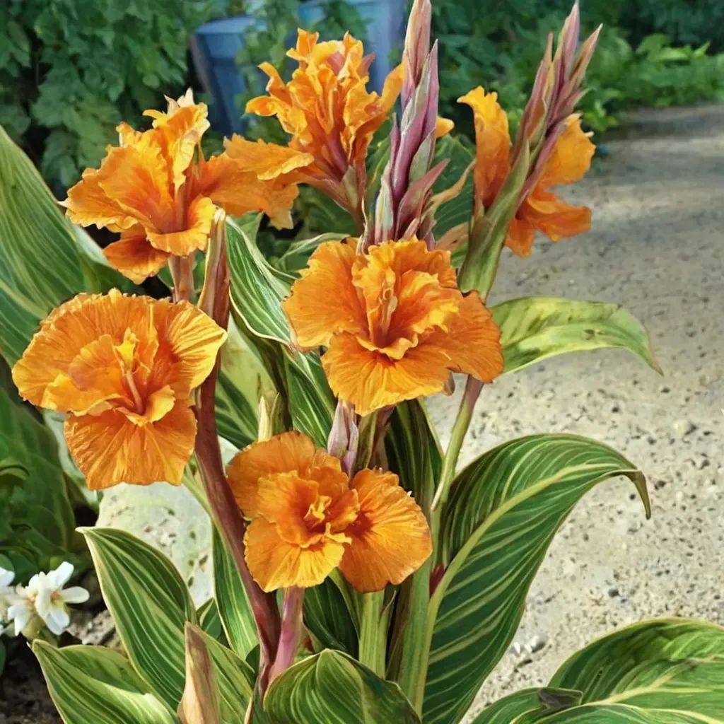 Canna indica 'Pretoria'