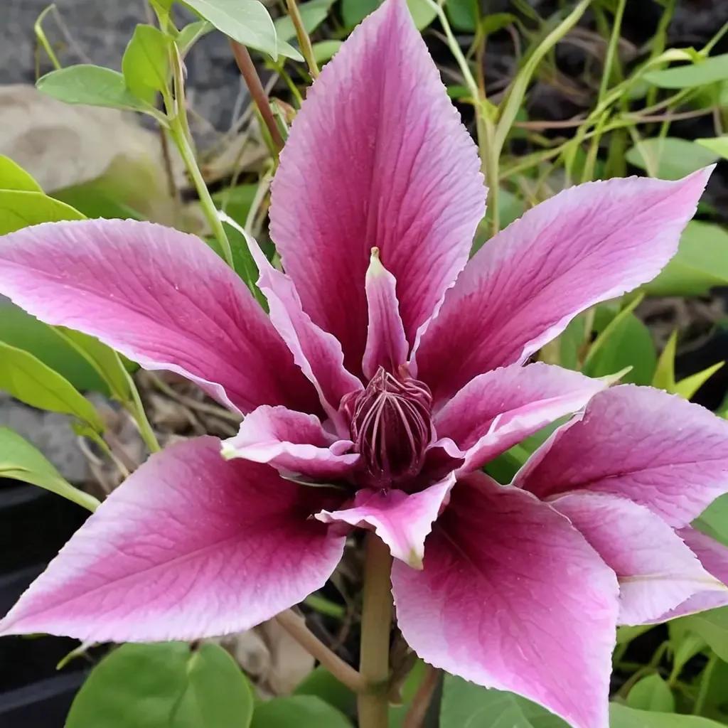 Yuan Clematis