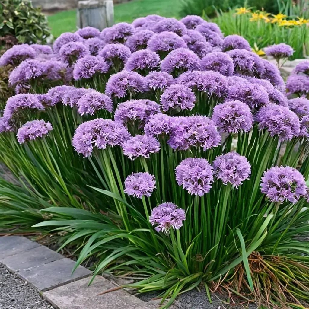 Allium millenium