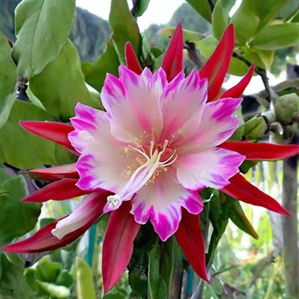 Orchid Cactus