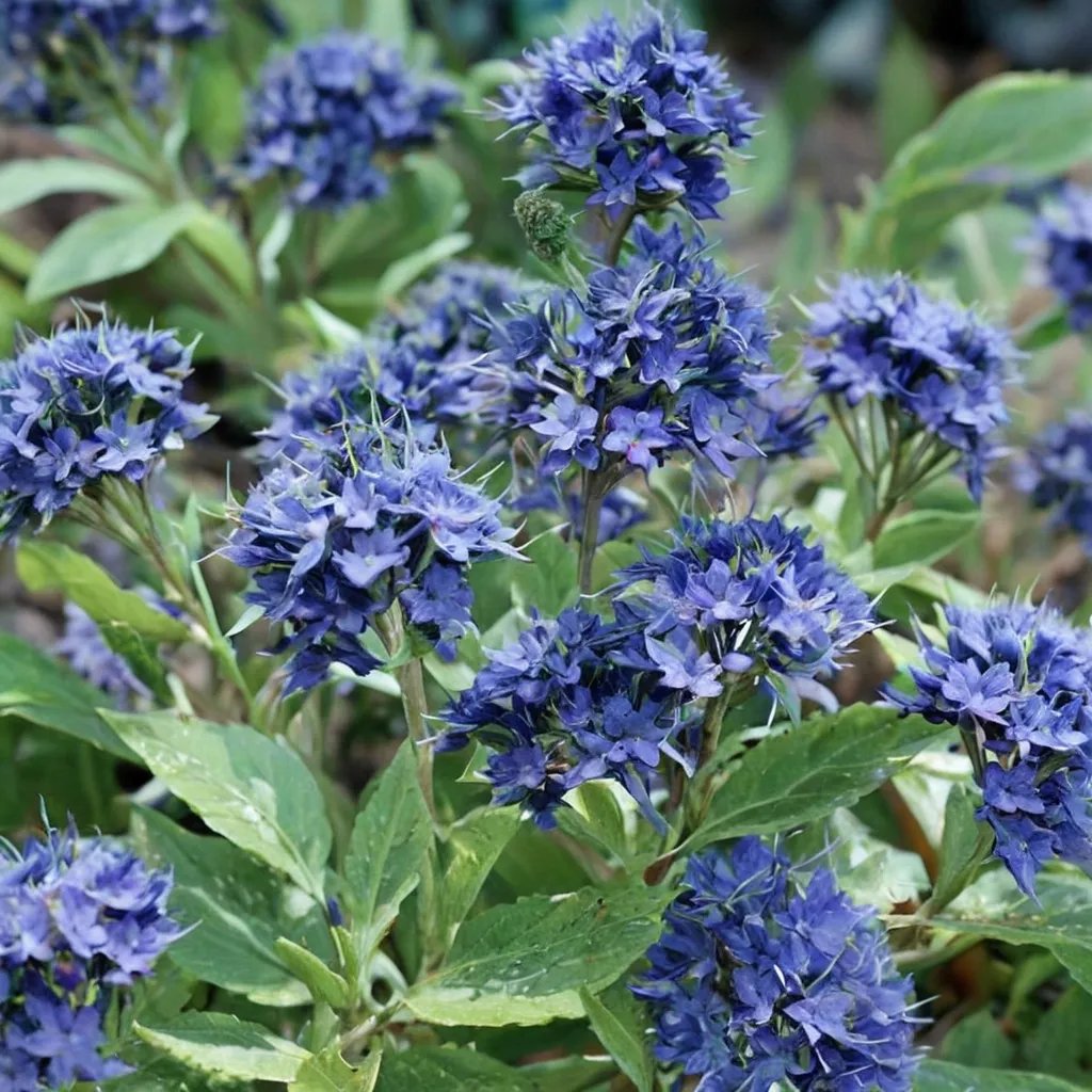 Caryopteris x clandonensis 'First Choice'