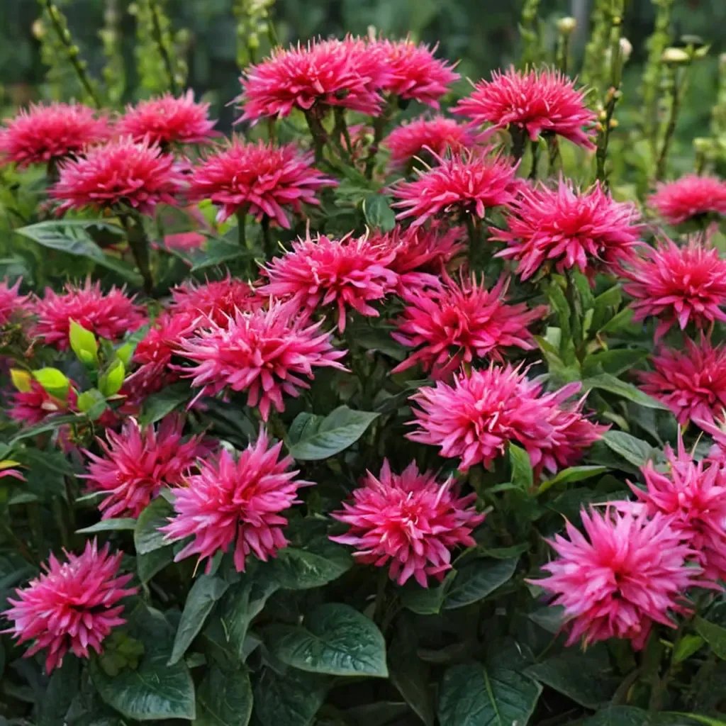 Monarda didyma 'Pardon My Cerise'