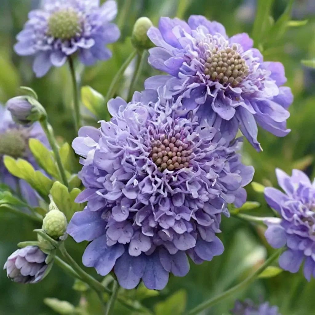 Scabiosa atropurpurea 'Florist's Blue'