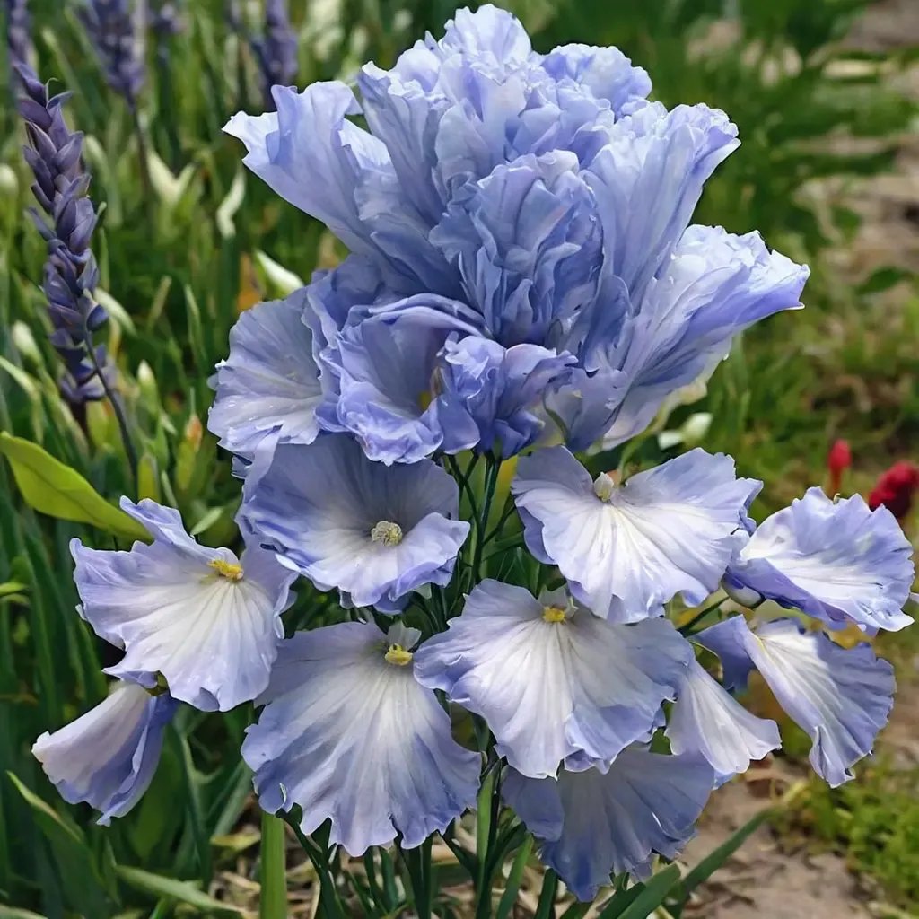 Iris x germanica 'Absolute Treasure'