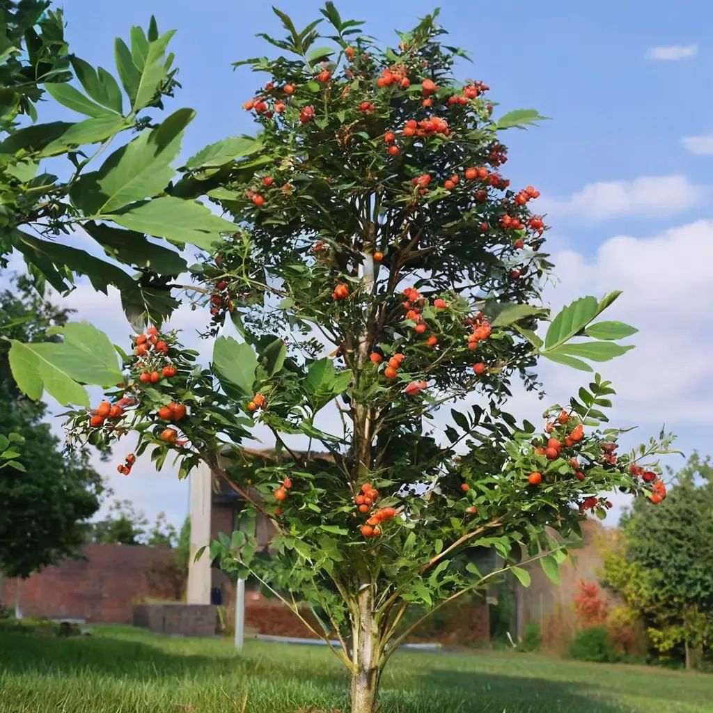 Sorbus aucuparia
