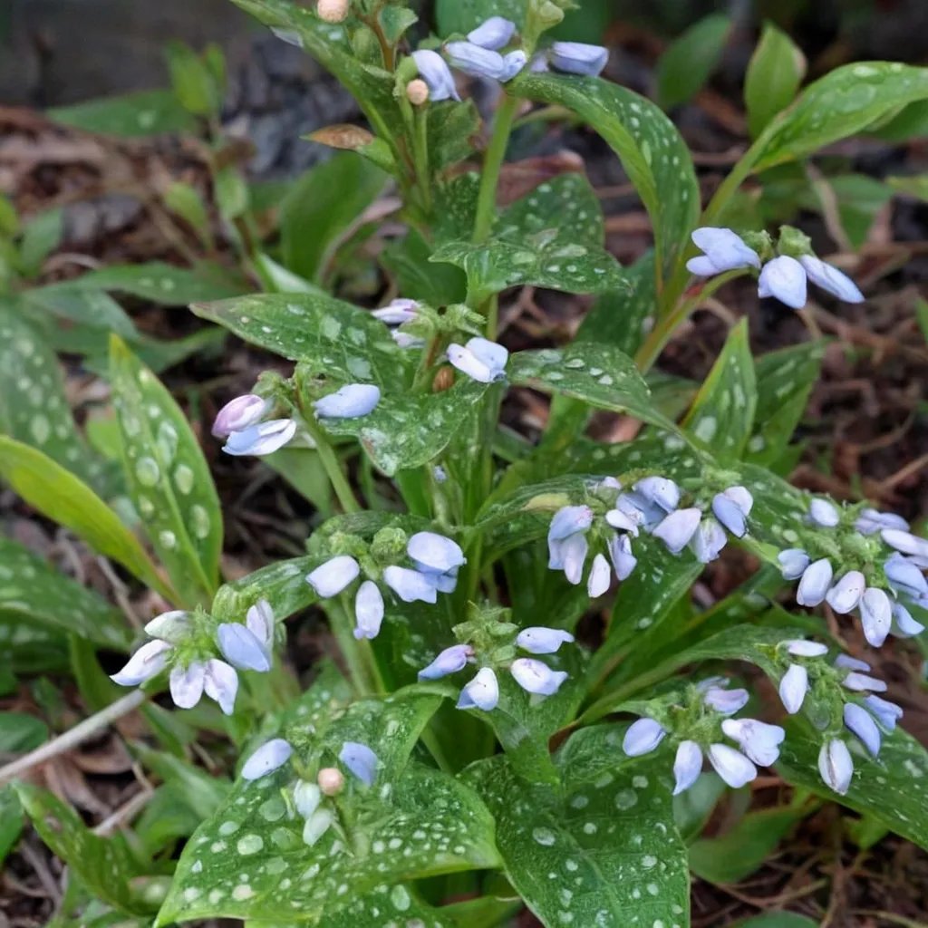Pulmonaria officinalis 'Mrs Kittle'