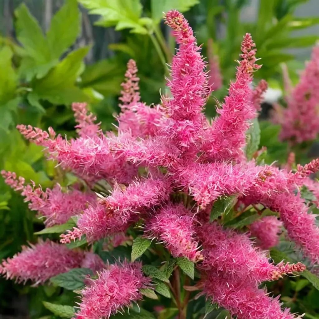 Astilbe astilbe 'Younique Raspberry'