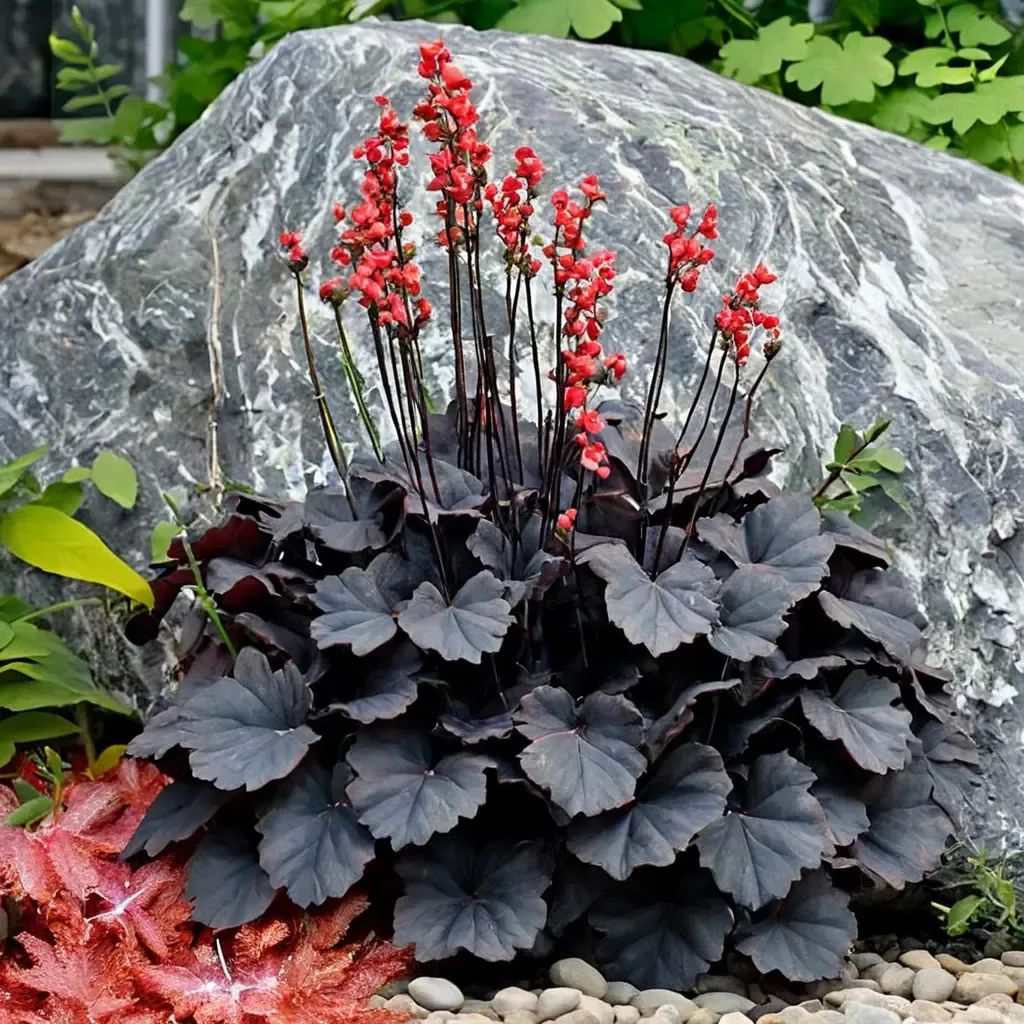Heuchera x hybrida 'Black Forest Cake'