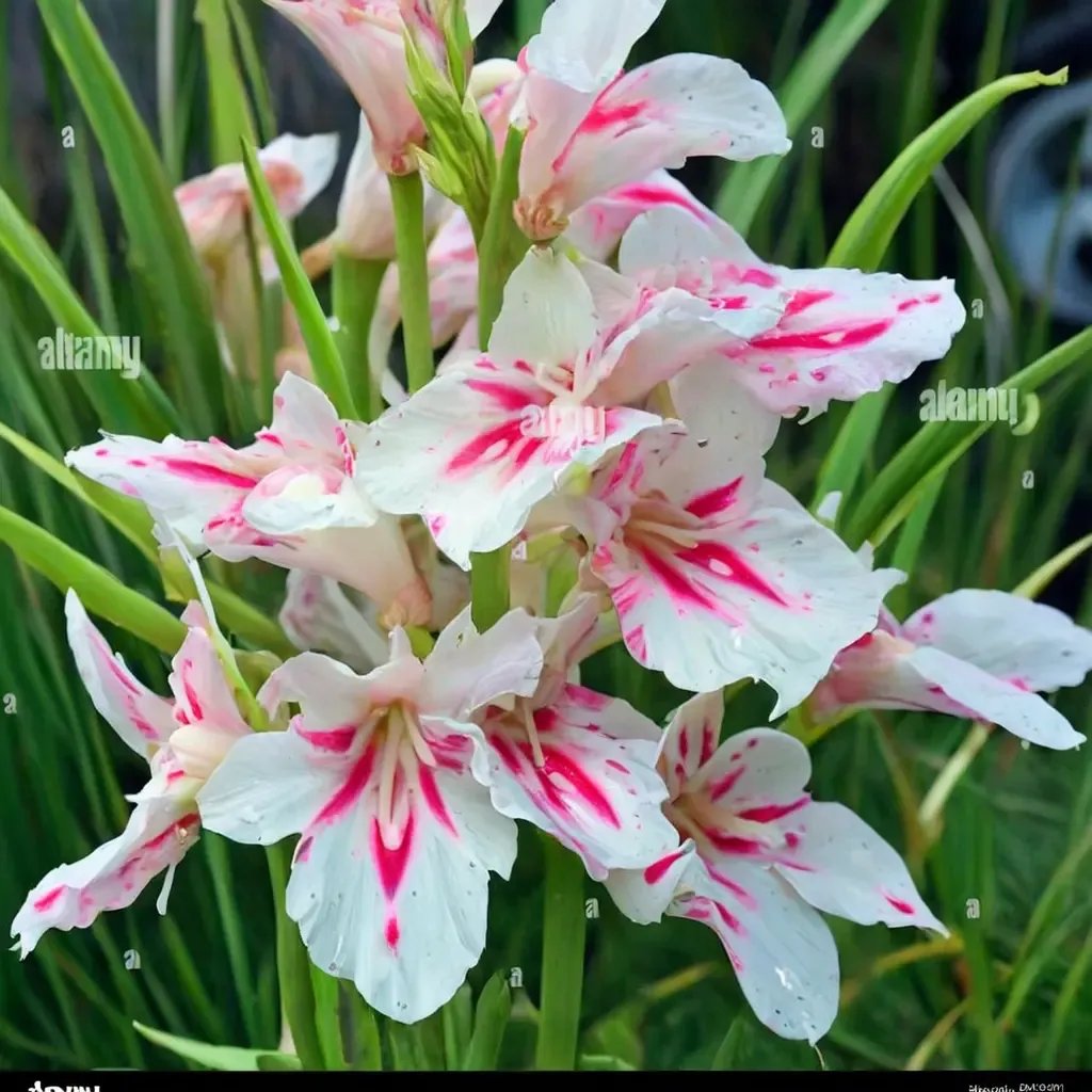 Gladiolus hortulanus 'Nymph'