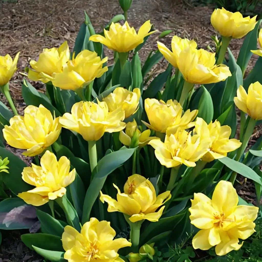Tulipa gesneriana 'Monte Carlo'
