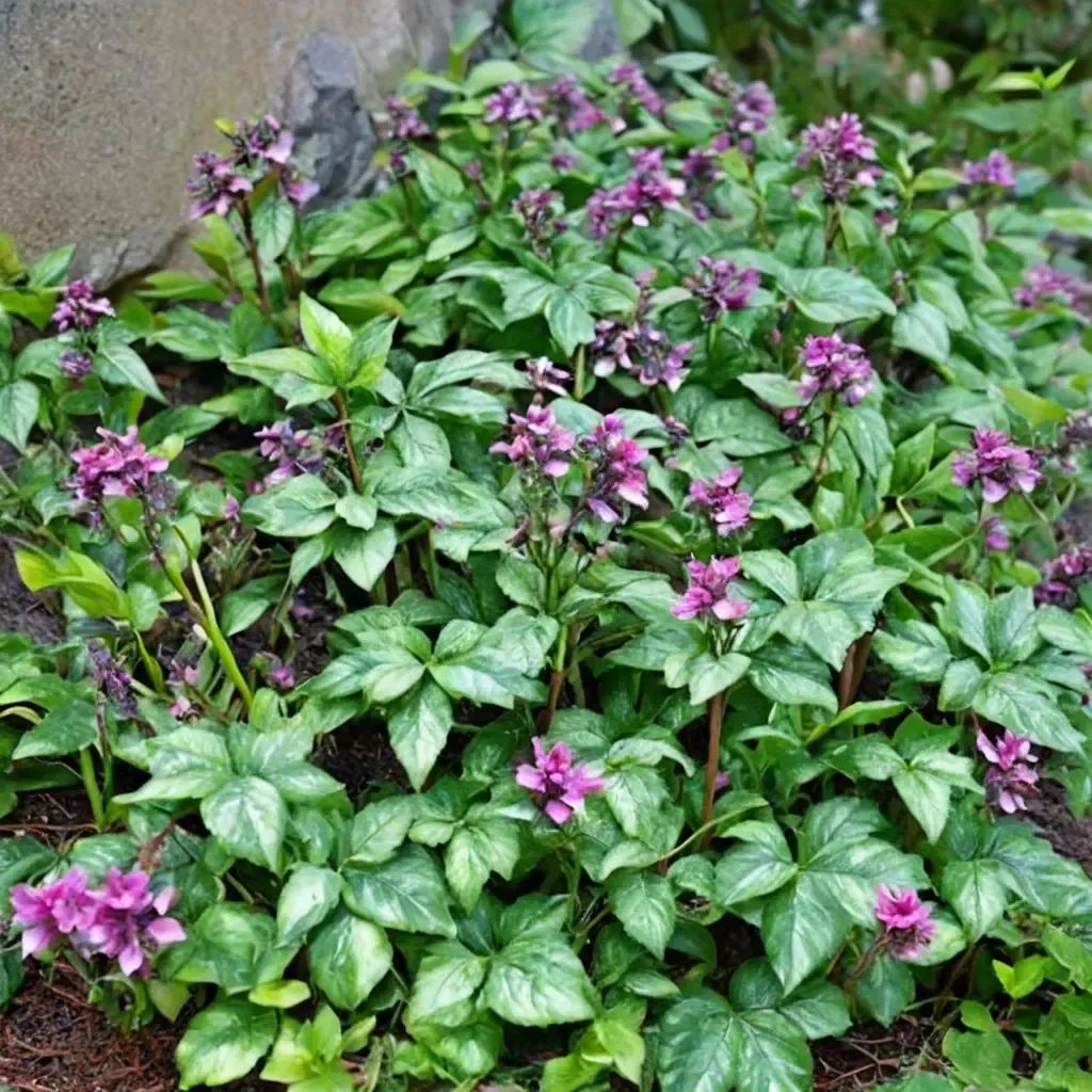 Lamium maculatum