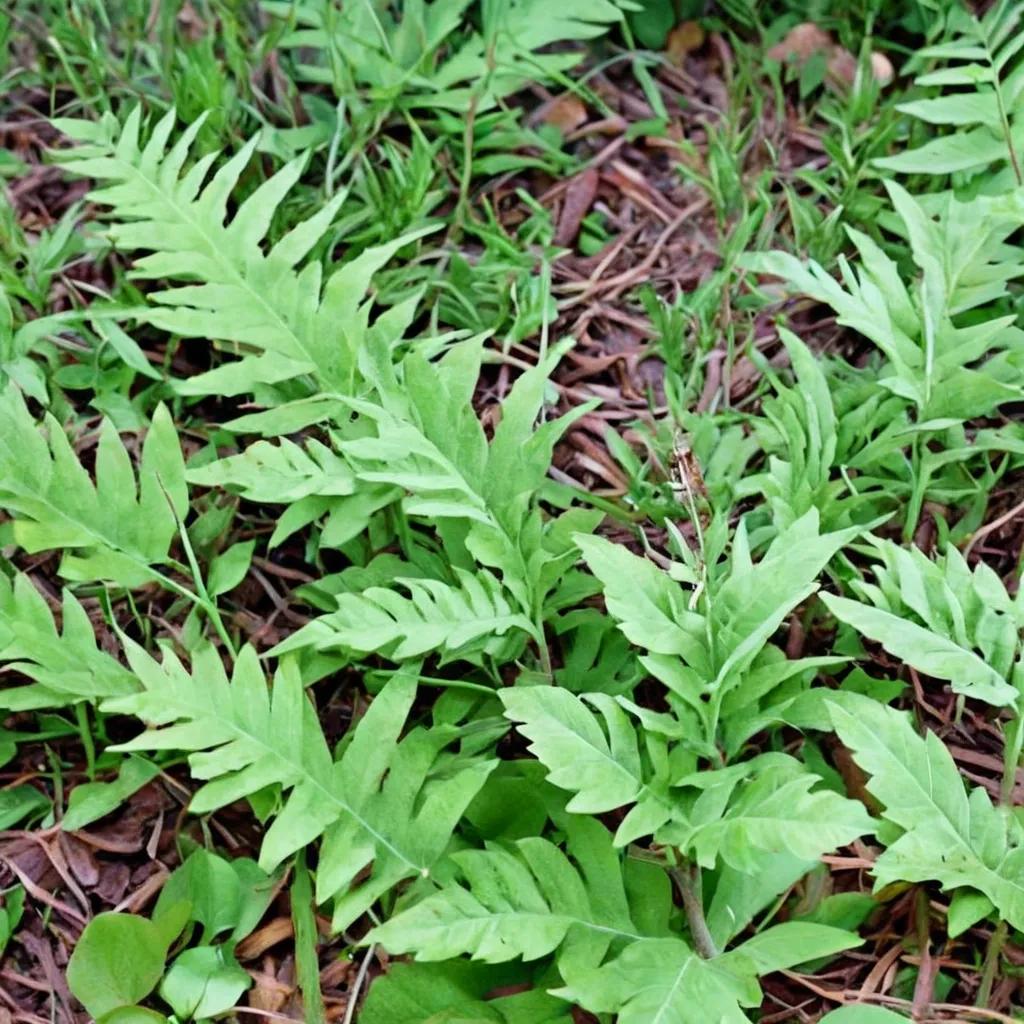 Chain Fern