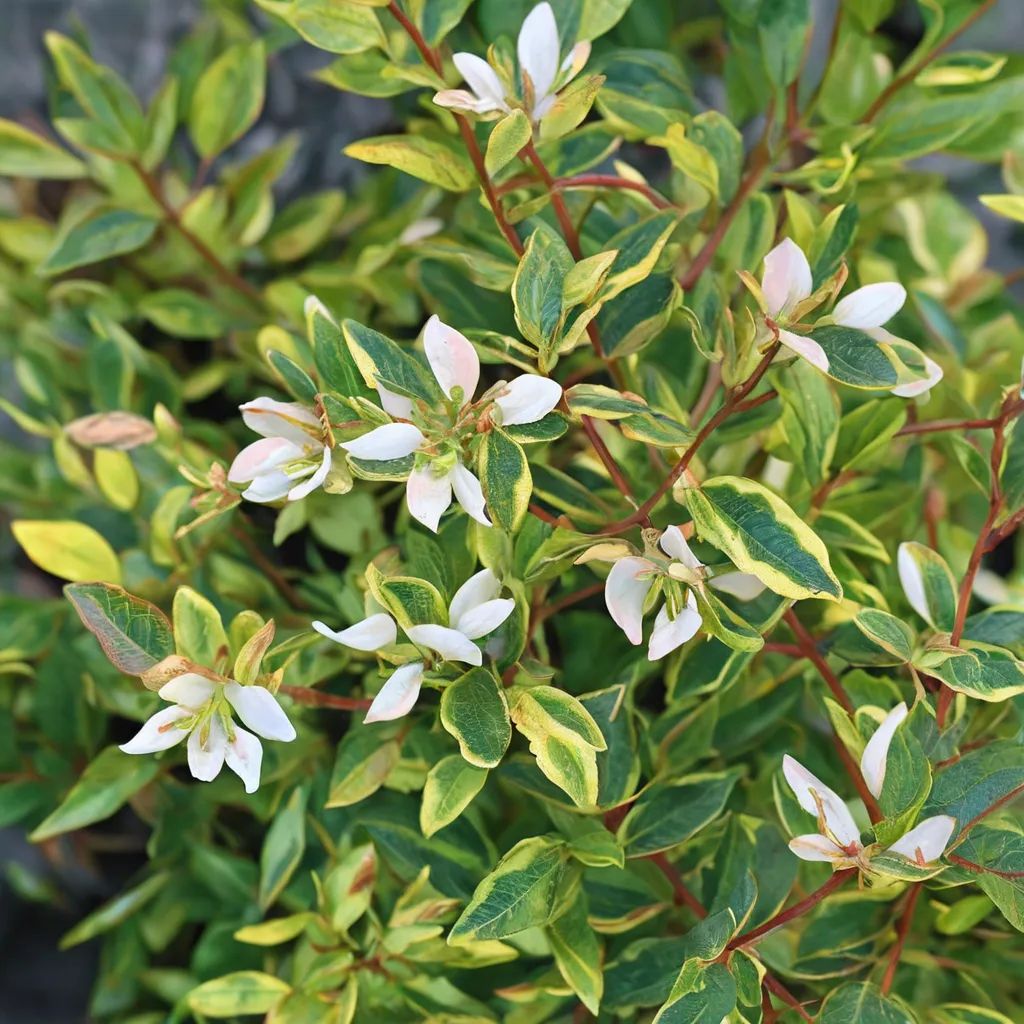 Abelia x grandiflora 'Brilliantina'