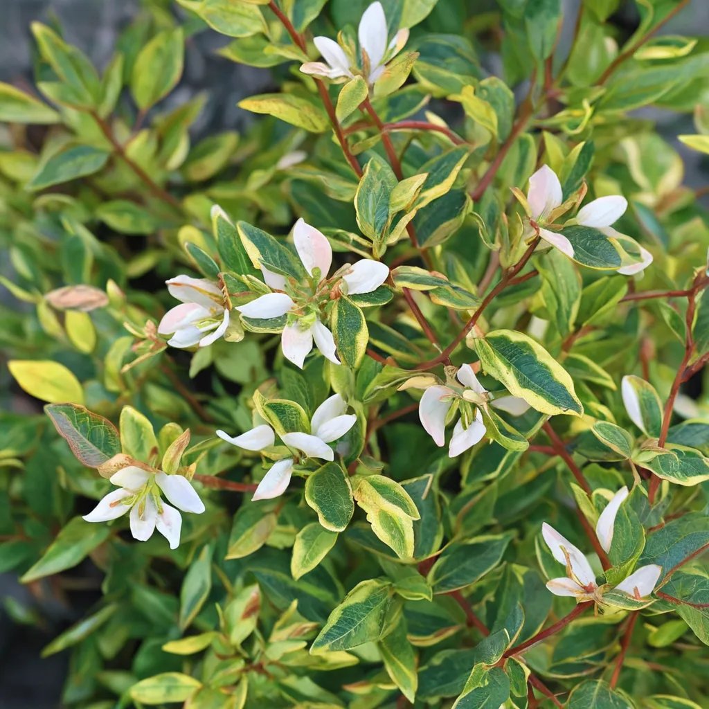 Abelia x grandiflora 'Brilliantina'