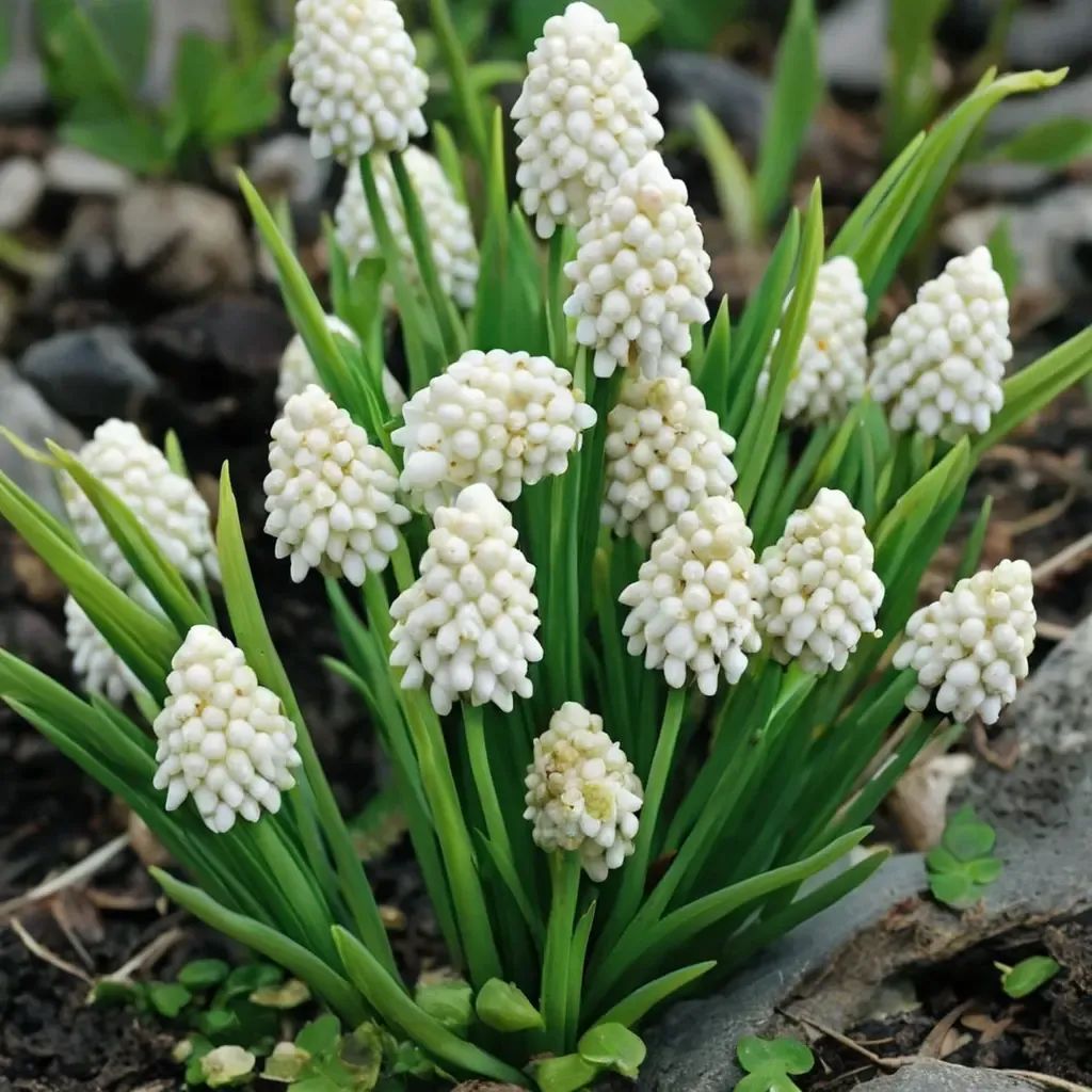 Muscari azureum 'Album'