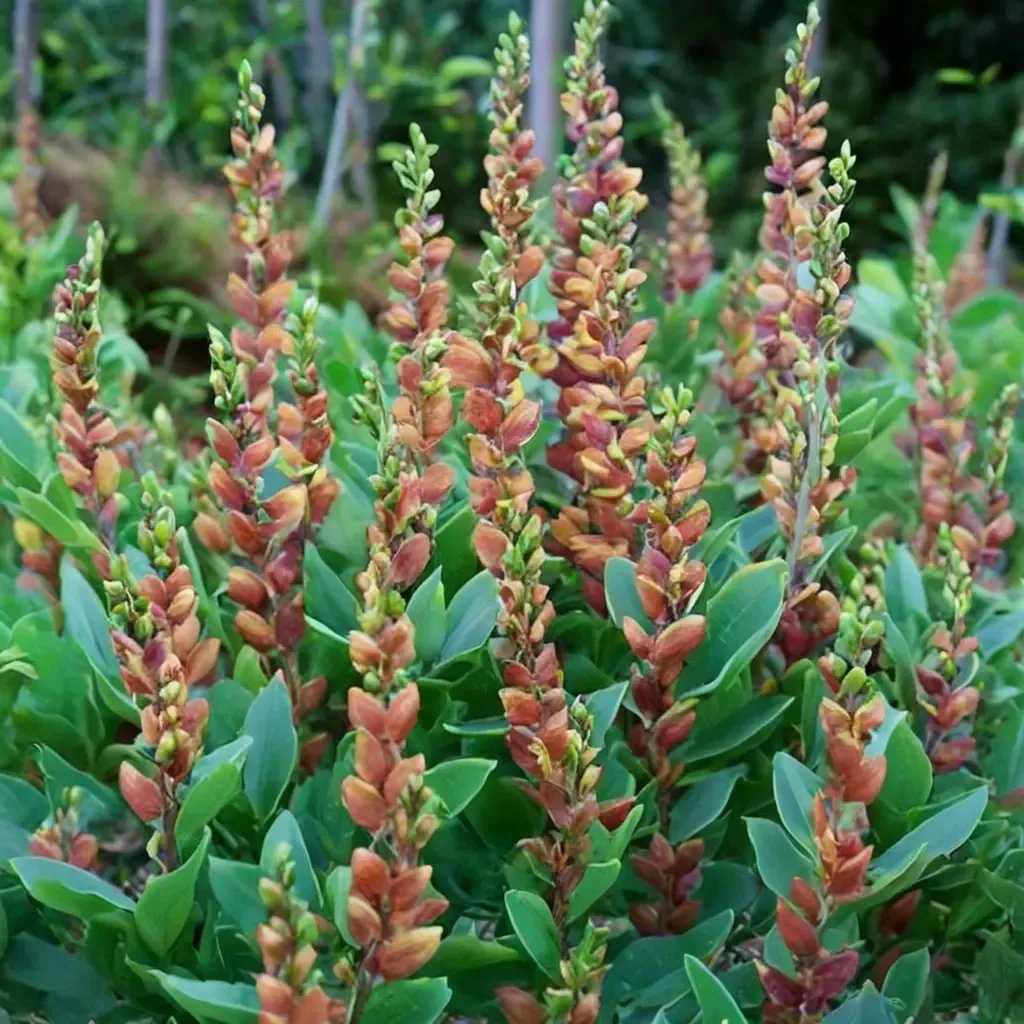 Baptisia x hybrida 'Cherries Jubilee'