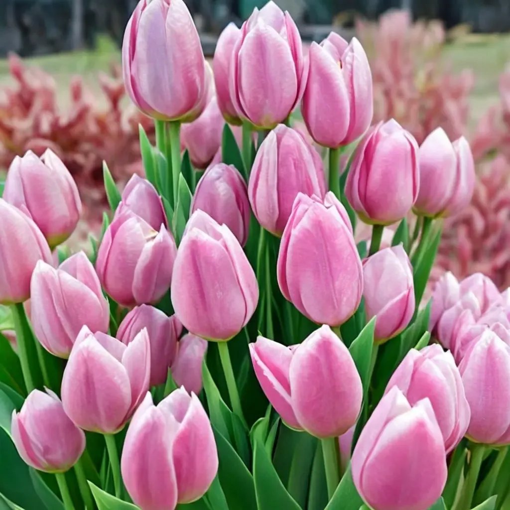 Tulipa tulipa 'Gabriella'
