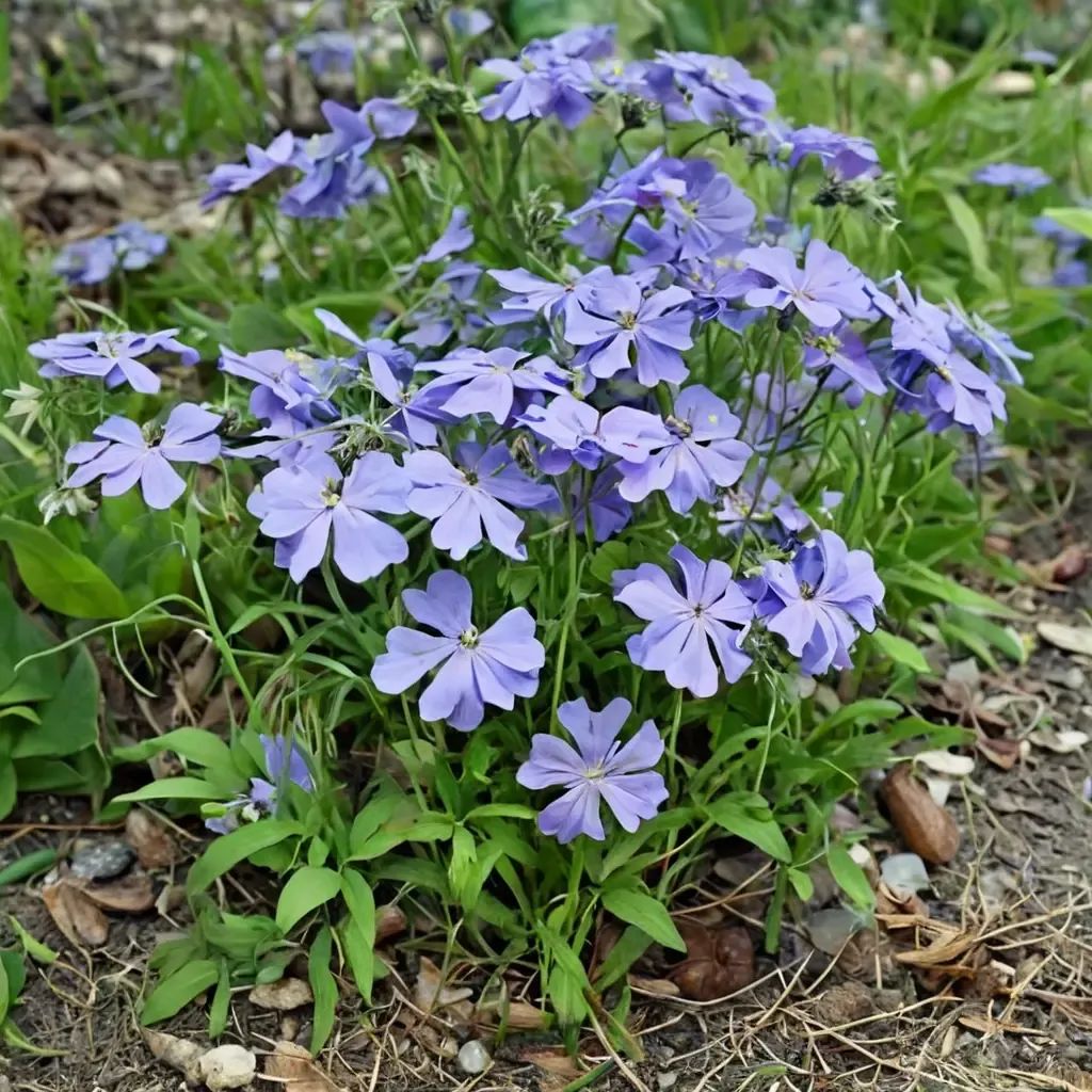Phlox divaricata