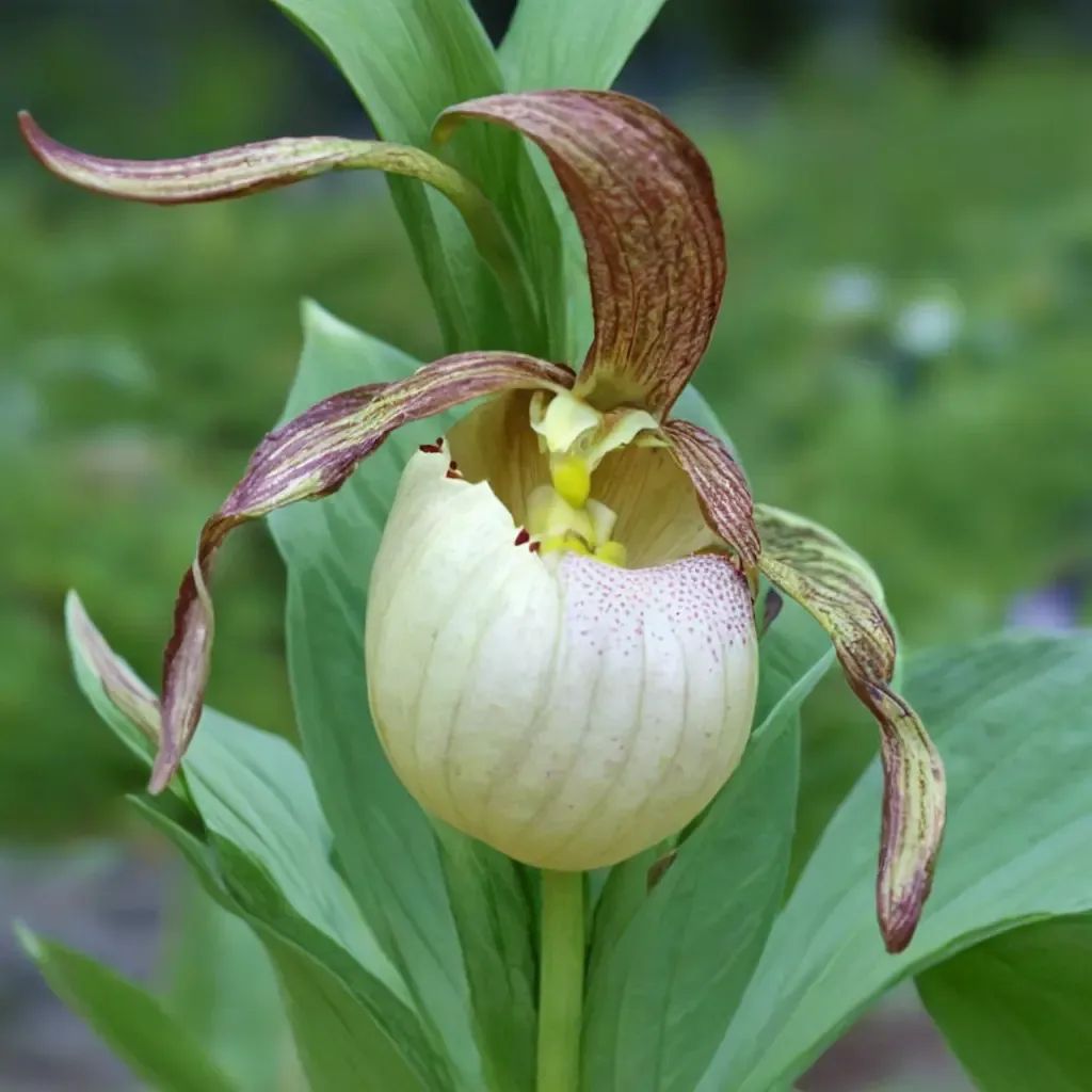 Cypripedium x gabrieleae 'Gabriela'