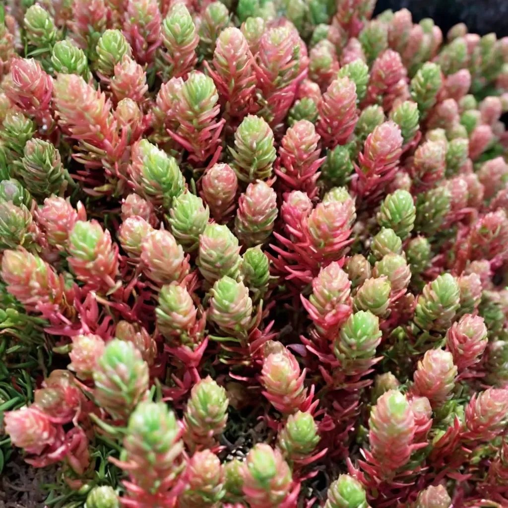 Sedum ochroleucum 'Red Wiggle'