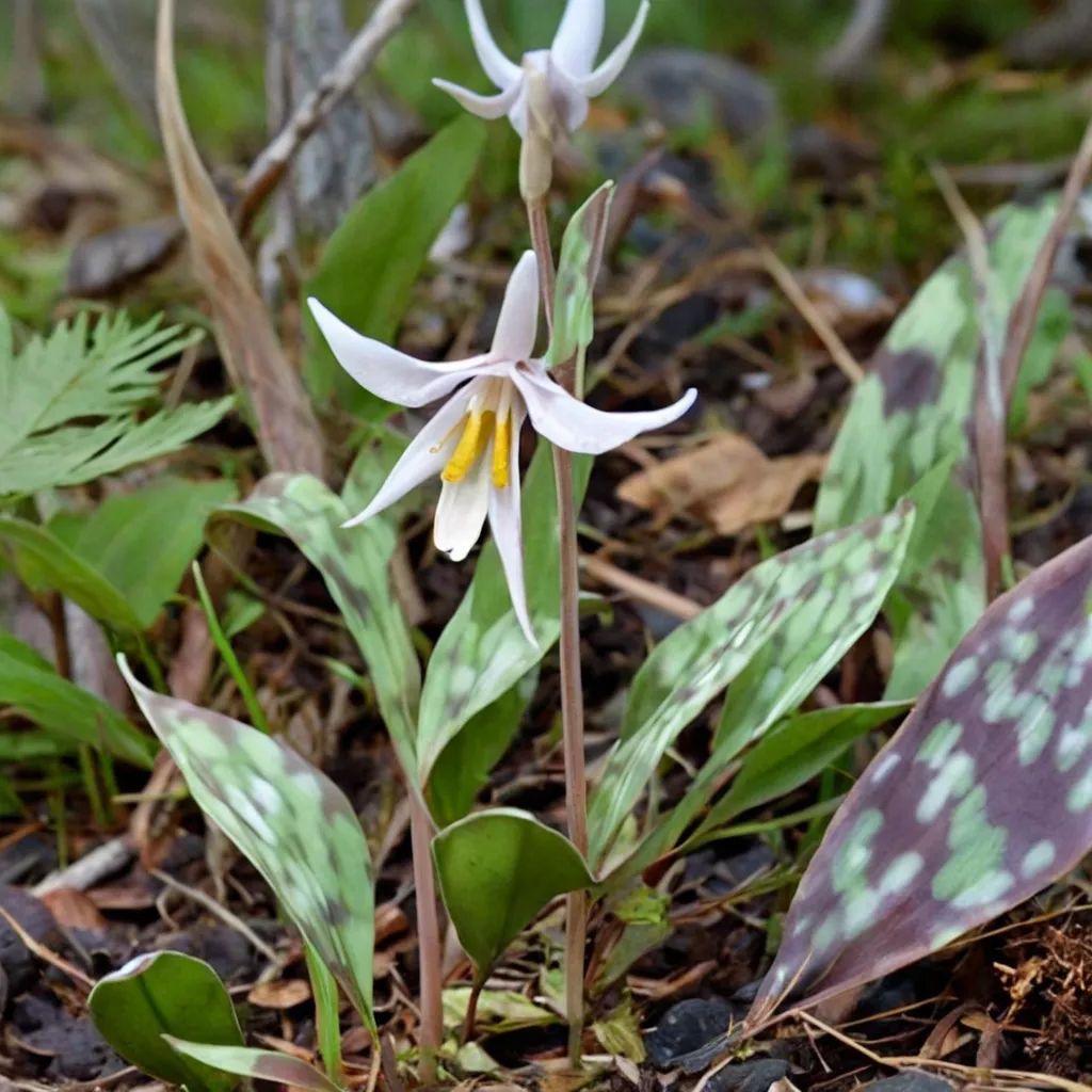 Erythronium albidum