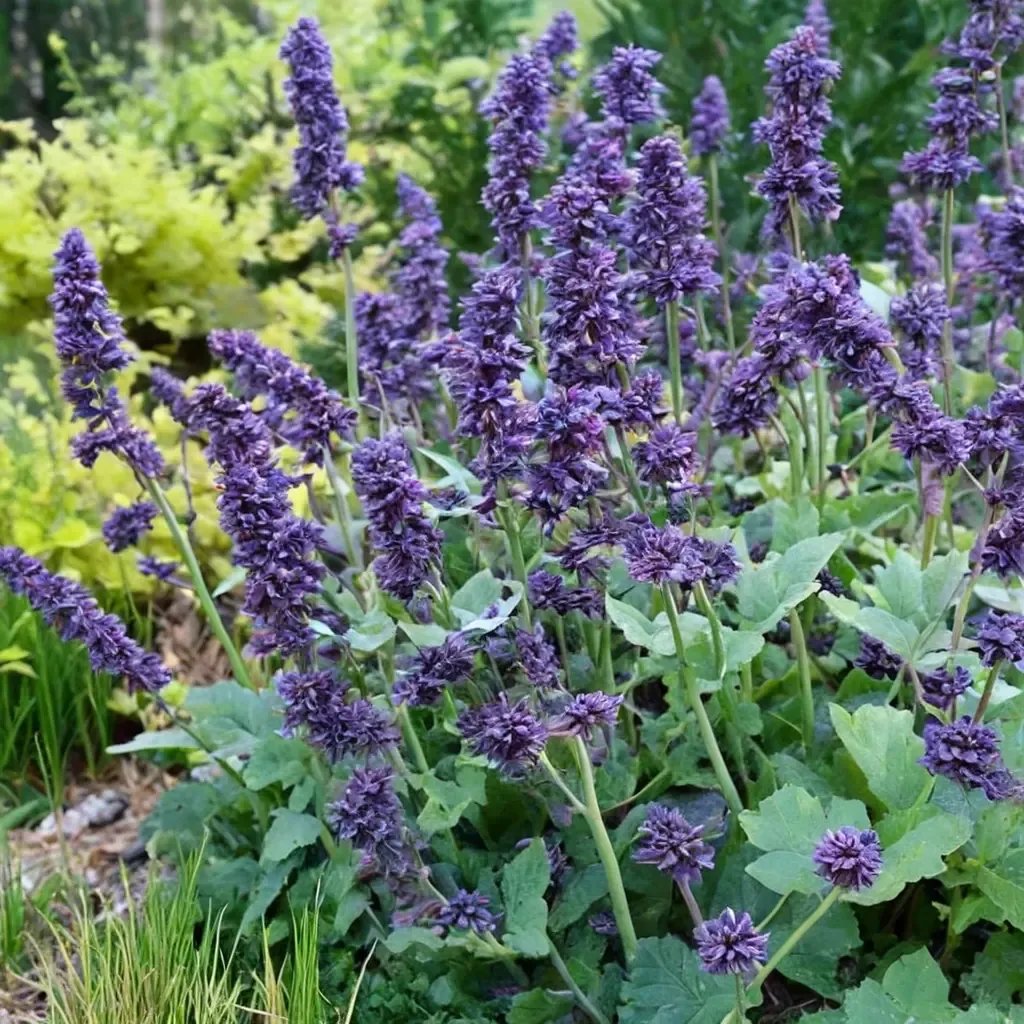Salvia verticillata 'Purple Rain'