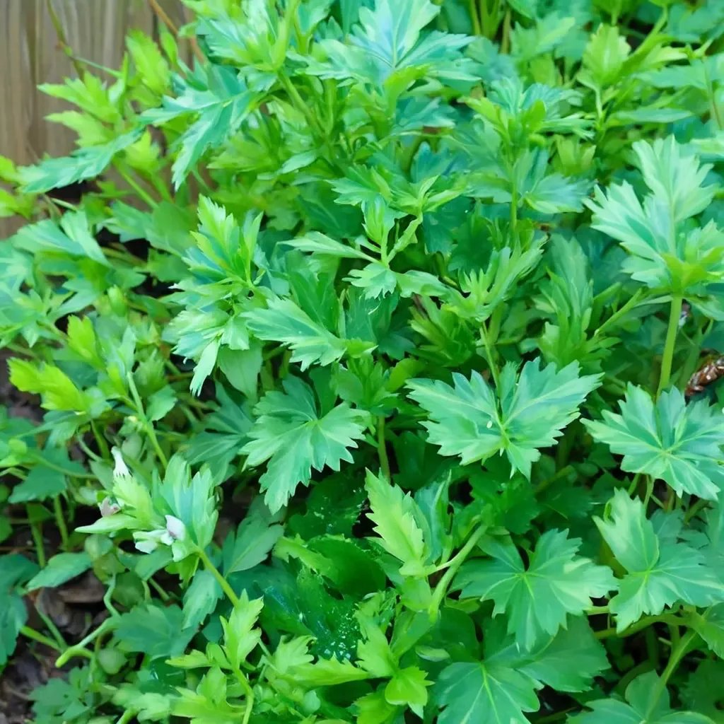 Petroselinum crispum 'Italian Flat-Leaved'