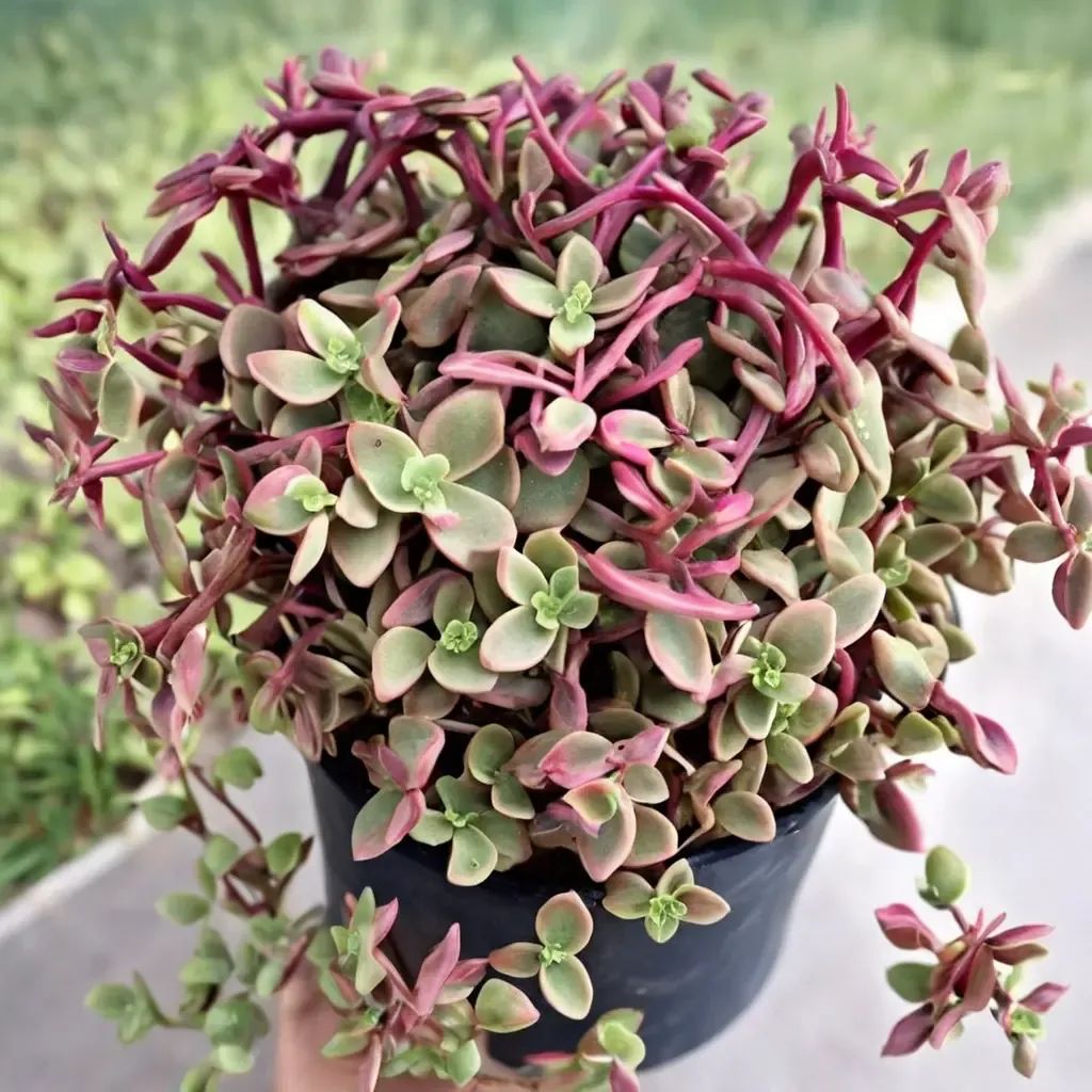 Crassula ovata 'Calico Kitten'