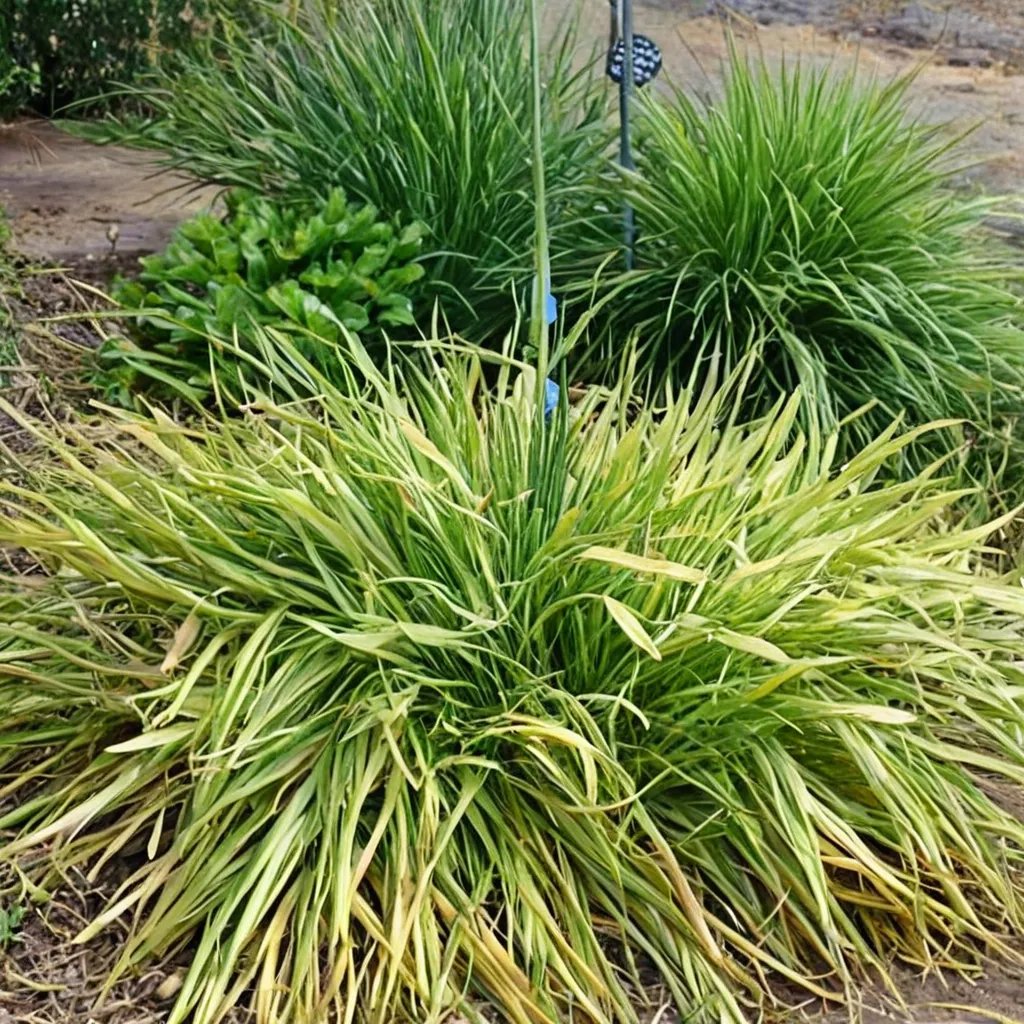 Alopecurus pratensis 'Aureus'