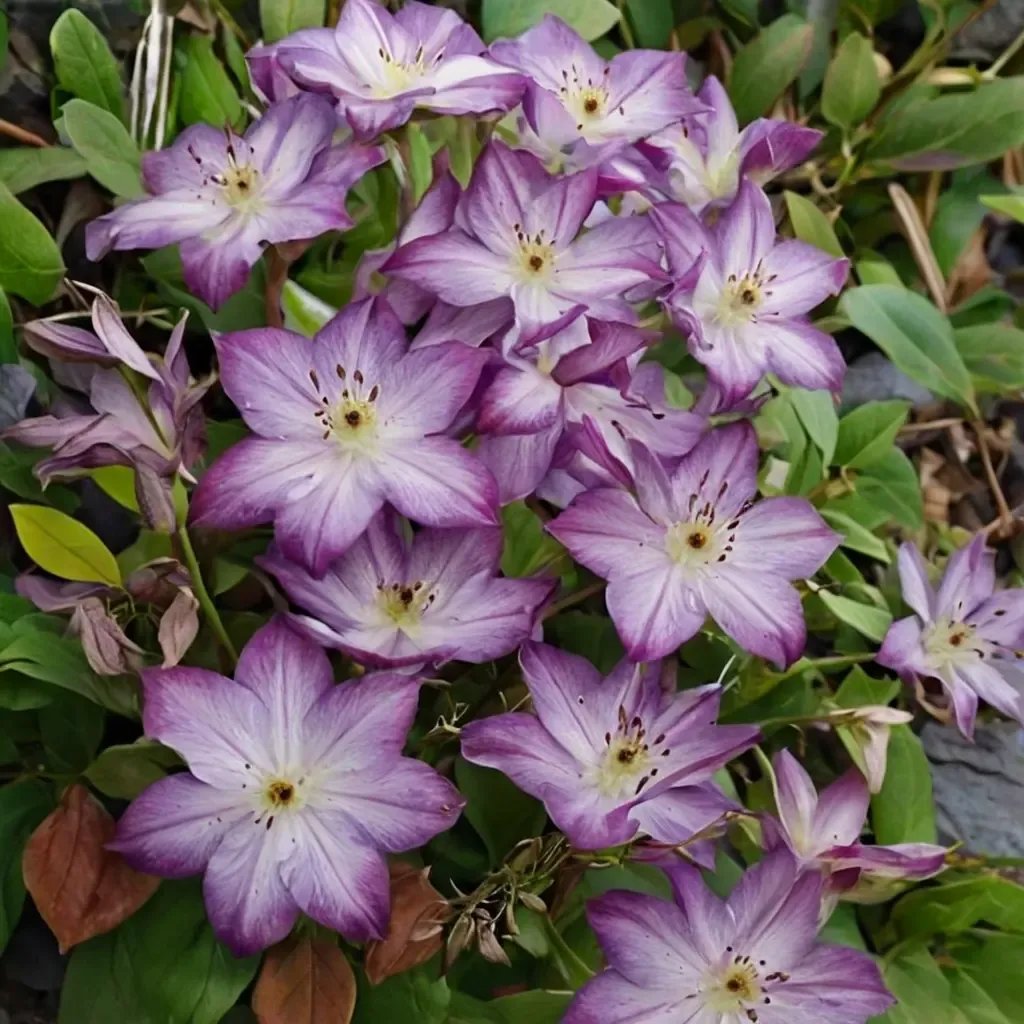 Clematis x jackmanii 'Pernille'